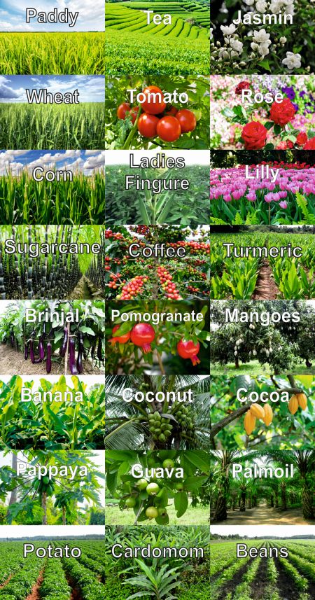 English Plants