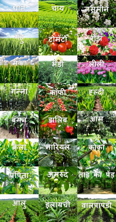 English Plants