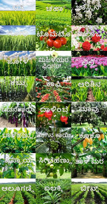 English Plants