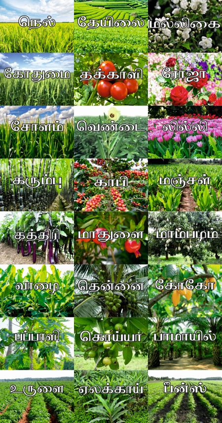English Plants