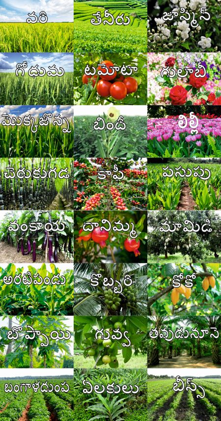 English Plants