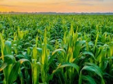 plant1